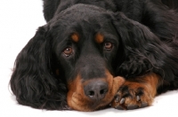 Picture of tired Gordon Setter, (Australian Champion Rokeena Eliza Bennet Fdx Jd)