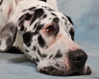 Picture of tired Great Dane