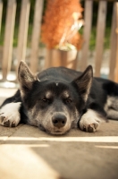 Picture of tired Husky Crossbreed
