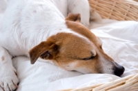 Picture of tired jack russell terrier