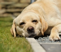 Picture of tired Labrador