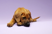 Picture of tired little Rhodesian Ridgeback pup