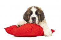 Picture of tired looking Saint Bernard puppy on red cushion
