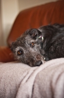 Picture of tired Lurcher