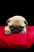 Picture of tired Pug puppy asleep on pillow