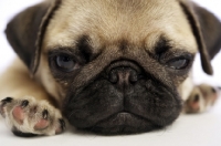 Picture of tired Pug puppy