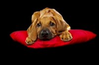 Picture of tired Rhodesian Ridgeback puppy on pillow