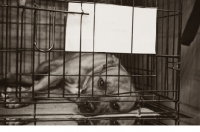 Picture of Tired Staffie resting in cage at Crufts 2012