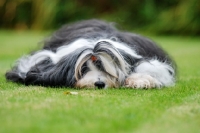 Picture of tired Tibetan Terrier