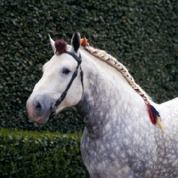 Picture of titanic, percheron stallion at haras du pin