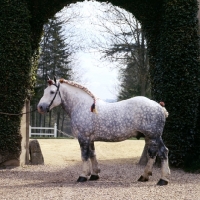 Picture of titanic, percheron stallion at haras du pin