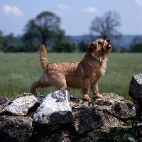 Picture of titian letitia (brillo), norfolk terrier standing on a wall looking up