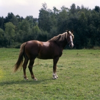 Picture of Tito Bregneb, Frederiksborg stallion in field in Denmark
