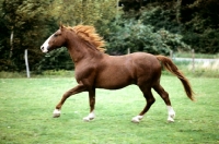 Picture of tito, fredericksborg stallion