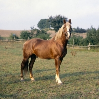 Picture of Tito Naesdal, Frederiksborg stallion standing