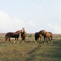 Picture of Tito Naesdal, Hjelm, Martini, Rex Bregneb, Frederiksborg stallions  reacting together