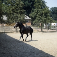 Picture of titus, oldenburg stallion in action