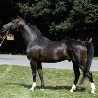 Picture of titus oldenburg stallion 