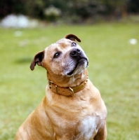 Picture of toby, staffordshire bull terrier looking up, hoping for a treat