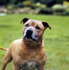 Picture of toby, staffordshire bull terrier with studded collar