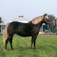 Picture of Toni, Estonian Klepper at Moscow Exhibition