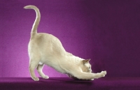 Picture of Tonkinese bowing