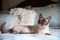 Picture of tonkinese cat lying on blue bed with front paw tucked
