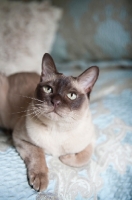 Picture of tonkinese cat lying on blue bed