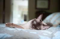 Picture of tonkinese cat lying on blue bed