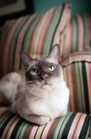 Picture of tonkinese cat lying on green striped couch