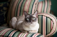 Picture of tonkinese cat lying on green striped couch