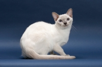 Picture of Tonkinese cat on blue background