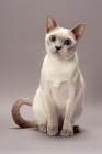 Picture of Tonkinese cat sitting, Lilac (Platinum) Mink colour