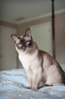 Picture of tonkinese cat sitting on blue bed