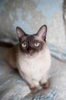 Picture of tonkinese cat sitting on blue bed