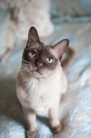 Picture of tonkinese cat sitting on blue bed