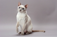 Picture of Tonkinese cat sitting on grey background, Lilac (Platinum) Mink colour