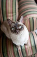 Picture of tonkinese cat standing on green striped couch