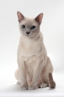 Picture of Tonkinese front view on white background, Lilac (Platinum) Mink coloured