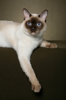 Picture of Tonkinese in studio