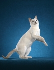 Picture of Tonkinese jumping up