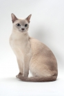 Picture of Tonkinese, Lilac (Platinum) Mink coloured