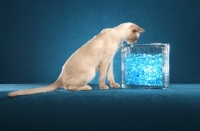 Picture of Tonkinese looking at marbles