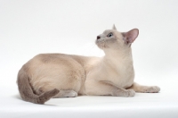 Picture of Tonkinese looking up, Lilac (Platinum) Mink coloured