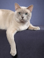 Picture of tonkinese lying on blue background