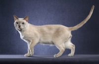 Picture of Tonkinese on blue background