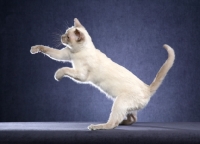Picture of Tonkinese on hind legs
