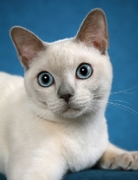 Picture of Tonkinese portrait