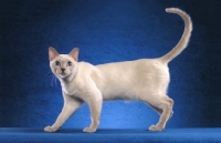 Picture of Tonkinese side view, tail up
