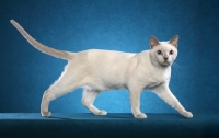 Picture of Tonkinese walking on blue background